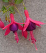 fuchsias fuchsia  Fuchsias fuchsia fuchsias fuchsias