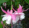 fuchsias fuchsia  Fuchsias fuchsia fuchsias fuchsias