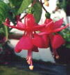 fuchsias fuchsia  Fuchsias fuchsia fuchsias fuchsias