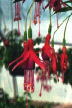 fuchsias fuchsia  Fuchsias fuchsia fuchsias fuchsias