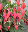 fuchsias fuchsia  Fuchsias fuchsia fuchsias fuchsias