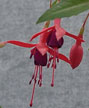 fuchsias fuchsia  Fuchsias fuchsia fuchsias fuchsias