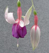 fuchsias fuchsia  Fuchsias fuchsia fuchsias fuchsias