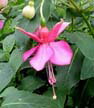 fuchsias fuchsia  Fuchsias fuchsia fuchsias fuchsias