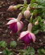 fuchsias fuchsia  Fuchsias fuchsia fuchsias fuchsias