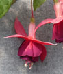 fuchsias fuchsia  Fuchsias fuchsia fuchsias fuchsias