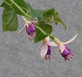 fuchsias fuchsia  Fuchsias fuchsia fuchsias fuchsias