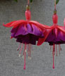 fuchsias fuchsia  Fuchsias fuchsia fuchsias fuchsias