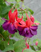 fuchsias fuchsia  Fuchsias fuchsia fuchsias fuchsias