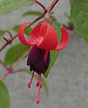 fuchsias fuchsia  Fuchsias fuchsia fuchsias fuchsias