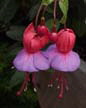 fuchsias fuchsia  Fuchsias fuchsia fuchsias fuchsias