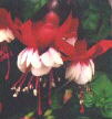 fuchsias fuchsia  Fuchsias fuchsia fuchsias fuchsias