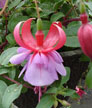 fuchsias fuchsia  Fuchsias fuchsia fuchsias fuchsias