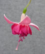 fuchsias fuchsia  Fuchsias fuchsia fuchsias fuchsias