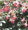 fuchsias fuchsia  Fuchsias fuchsia fuchsias fuchsias