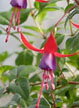 fuchsias fuchsia  Fuchsias fuchsia fuchsias fuchsias