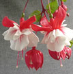 fuchsias fuchsia  Fuchsias fuchsia fuchsias fuchsias