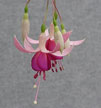 fuchsias fuchsia  Fuchsias fuchsia fuchsias fuchsias