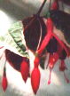 fuchsias fuchsia  Fuchsias fuchsia fuchsias fuchsias