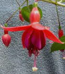 fuchsias fuchsia  Fuchsias fuchsia fuchsias fuchsias