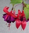 fuchsias fuchsia  Fuchsias fuchsia fuchsias fuchsias