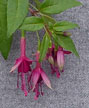 fuchsias fuchsia  Fuchsias fuchsia fuchsias fuchsias