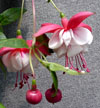 fuchsias fuchsia  Fuchsias fuchsia fuchsias fuchsias