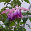 fuchsias fuchsia  Fuchsias fuchsia fuchsias fuchsias