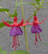 fuchsias fuchsia  Fuchsias fuchsia fuchsias fuchsias
