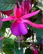 fuchsias fuchsia  Fuchsias fuchsia fuchsias fuchsias