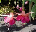 fuchsias fuchsia  Fuchsias fuchsia fuchsias fuchsias