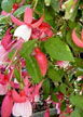 fuchsias fuchsia  Fuchsias fuchsia fuchsias fuchsias