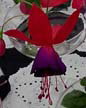 fuchsias fuchsia  Fuchsias fuchsia fuchsias fuchsias