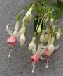 fuchsias fuchsia  Fuchsias fuchsia fuchsias fuchsias