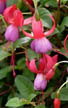 fuchsias fuchsia  Fuchsias fuchsia fuchsias fuchsias
