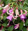 fuchsias fuchsia  Fuchsias fuchsia fuchsias fuchsias