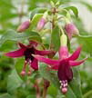 fuchsias fuchsia  Fuchsias fuchsia fuchsias fuchsias