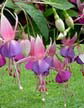 fuchsias fuchsia  Fuchsias fuchsia fuchsias fuchsias