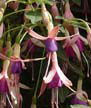 fuchsias fuchsia  Fuchsias fuchsia fuchsias fuchsias