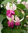 fuchsias fuchsia  Fuchsias fuchsia fuchsias fuchsias