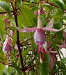 fuchsias fuchsia  Fuchsias fuchsia fuchsias fuchsias