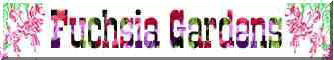 fuchsias fuchsia Fuchsias fuchsia fuchsias fuchsias