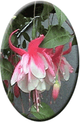 fuchsias fuchsia  Fuchsias fuchsia fuchsias fuchsias