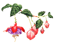 fuchsias fuchsia  Fuchsias fuchsia fuchsias fuchsias